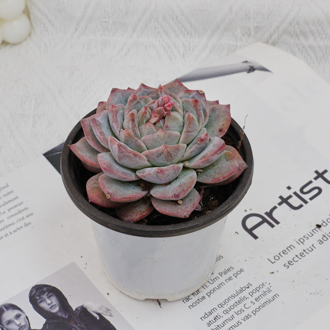 4'' Echeveria Pink Diamond, Rare Live Succulent Plants