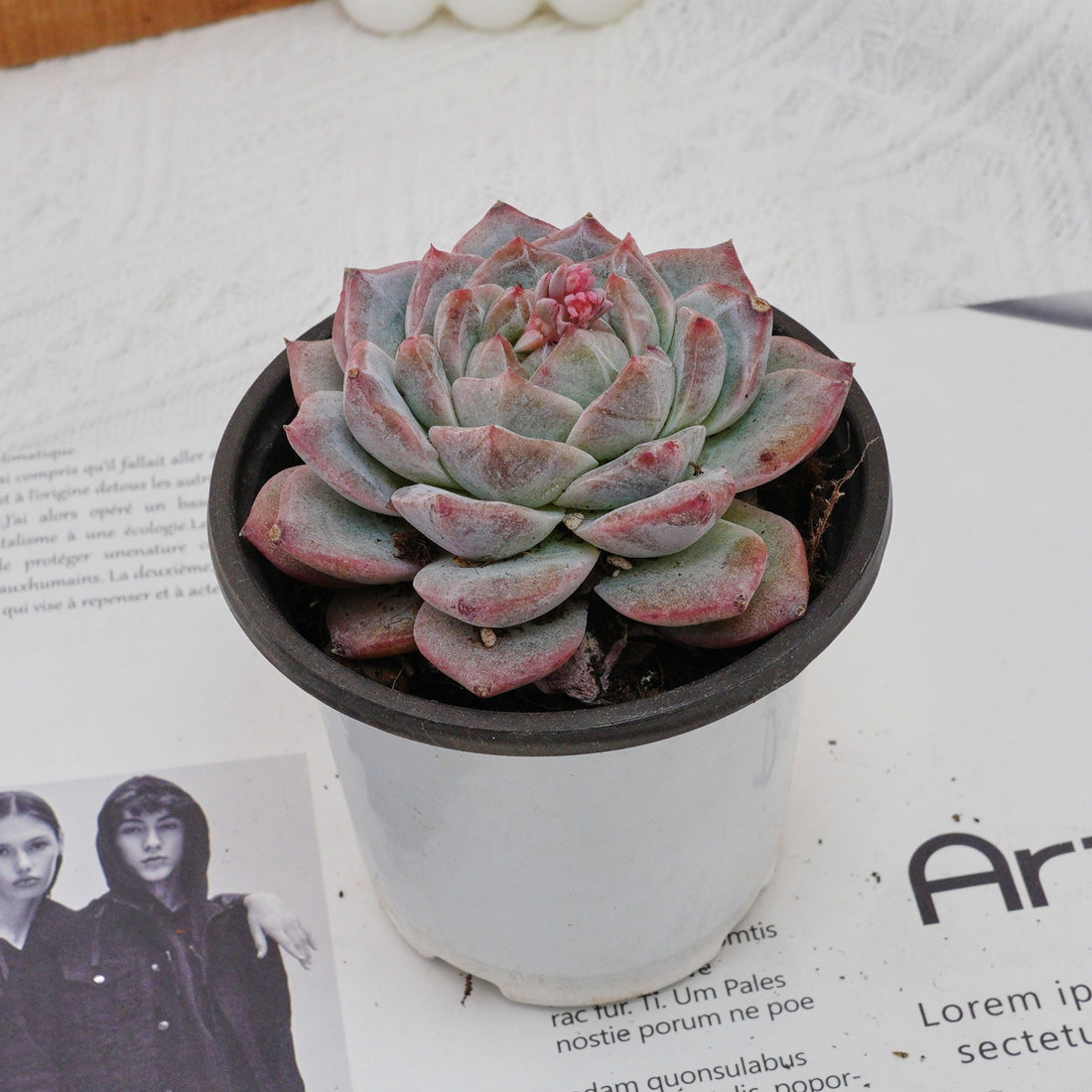 4'' Echeveria Pink Diamond, Rare Live Succulent Plants