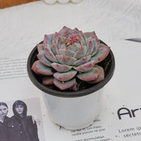 4'' Echeveria Pink Diamond, Rare Live Succulent Plants