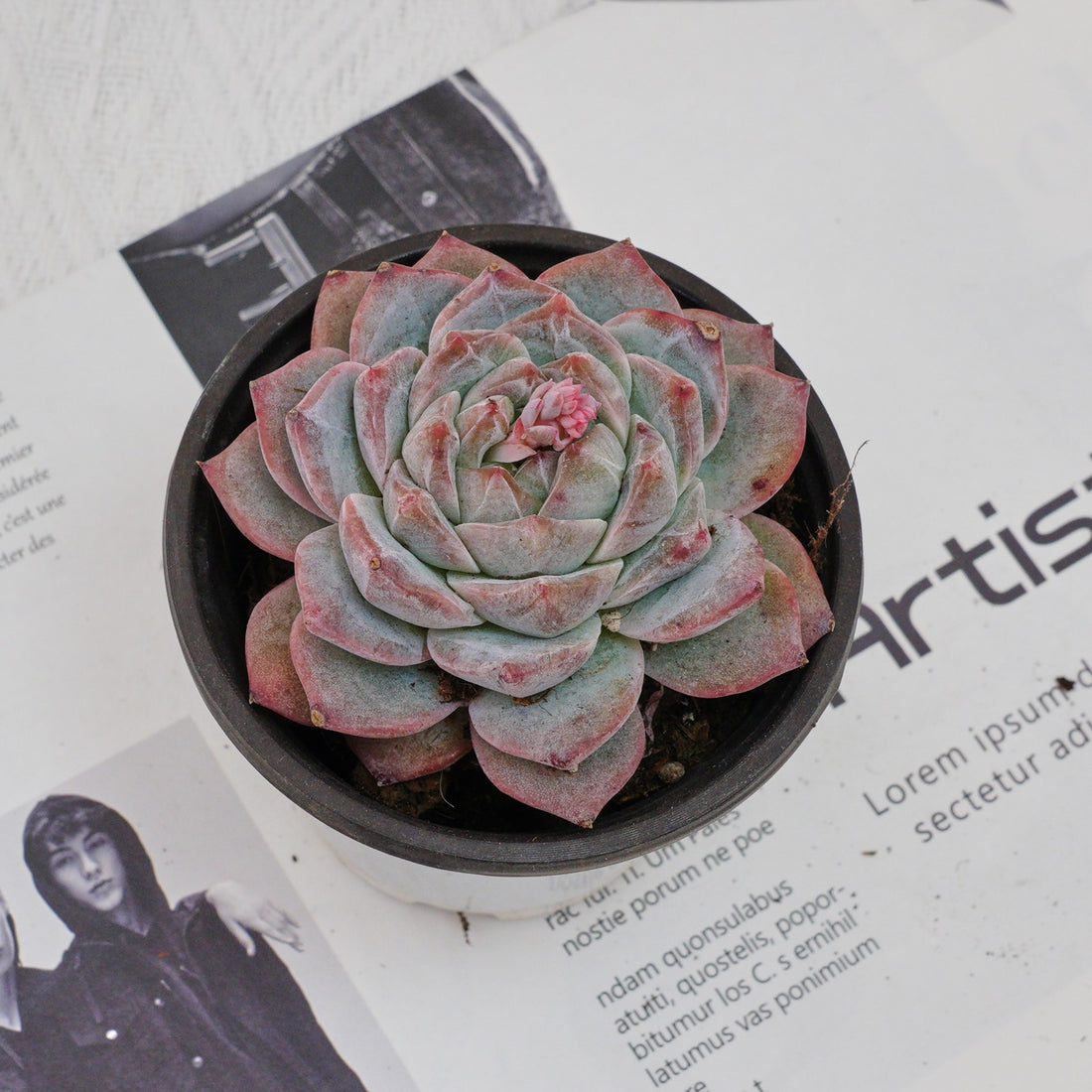 4'' Echeveria Pink Diamond, Rare Live Succulent Plants