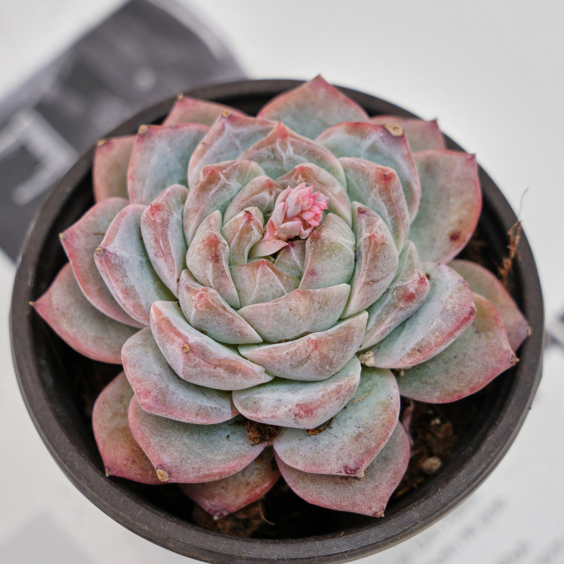 4'' Echeveria Pink Diamond, Rare Live Succulent Plants