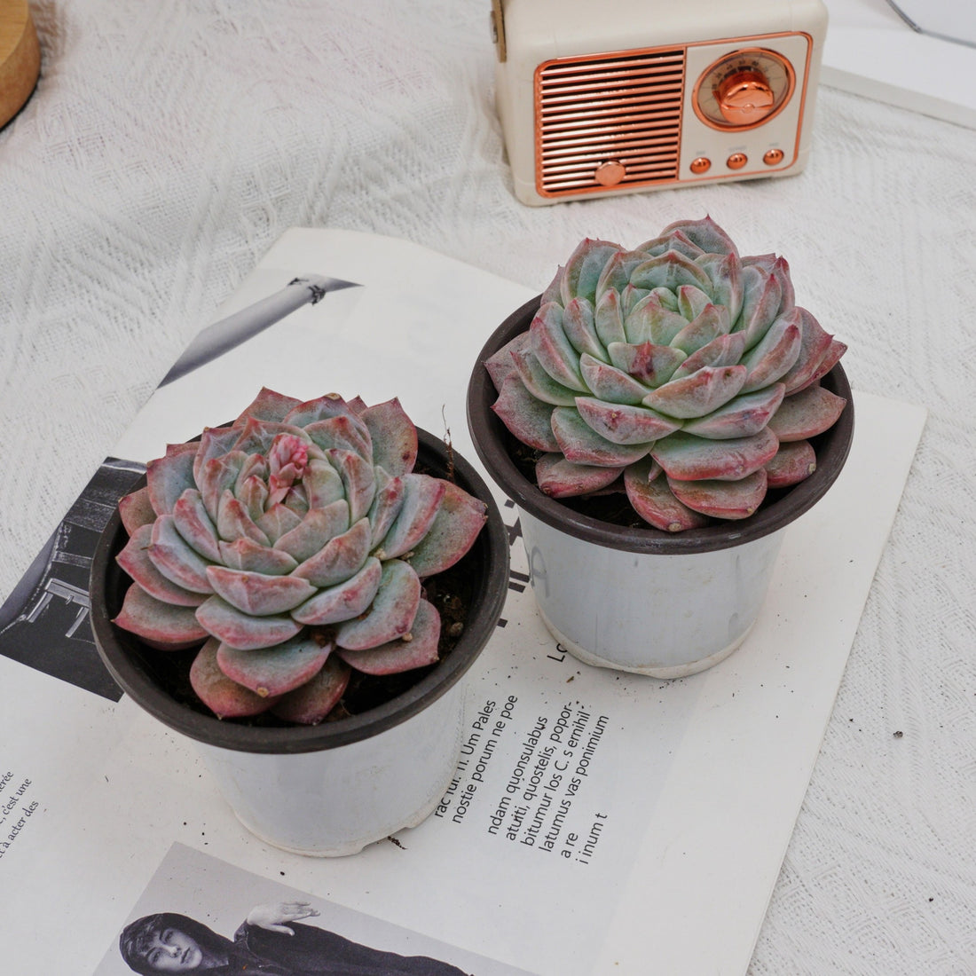 4'' Echeveria Pink Diamond, Rare Live Succulent Plants