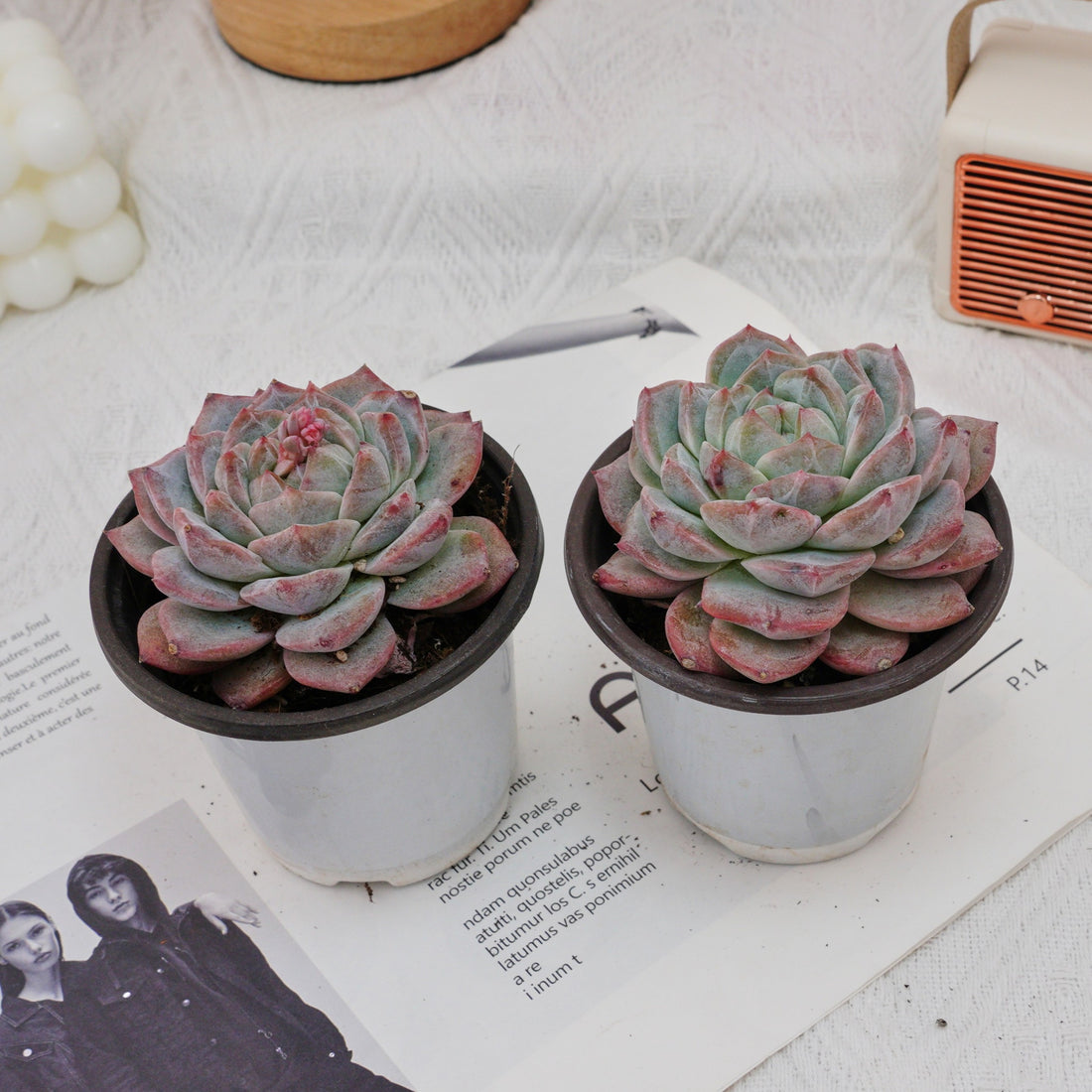 4'' Echeveria Pink Diamond, Rare Live Succulent Plants
