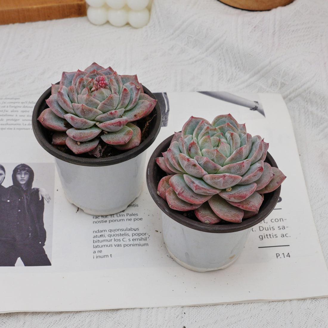 4'' Echeveria Pink Diamond, Rare Live Succulent Plants