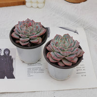 4'' Echeveria Pink Diamond, Rare Live Succulent Plants