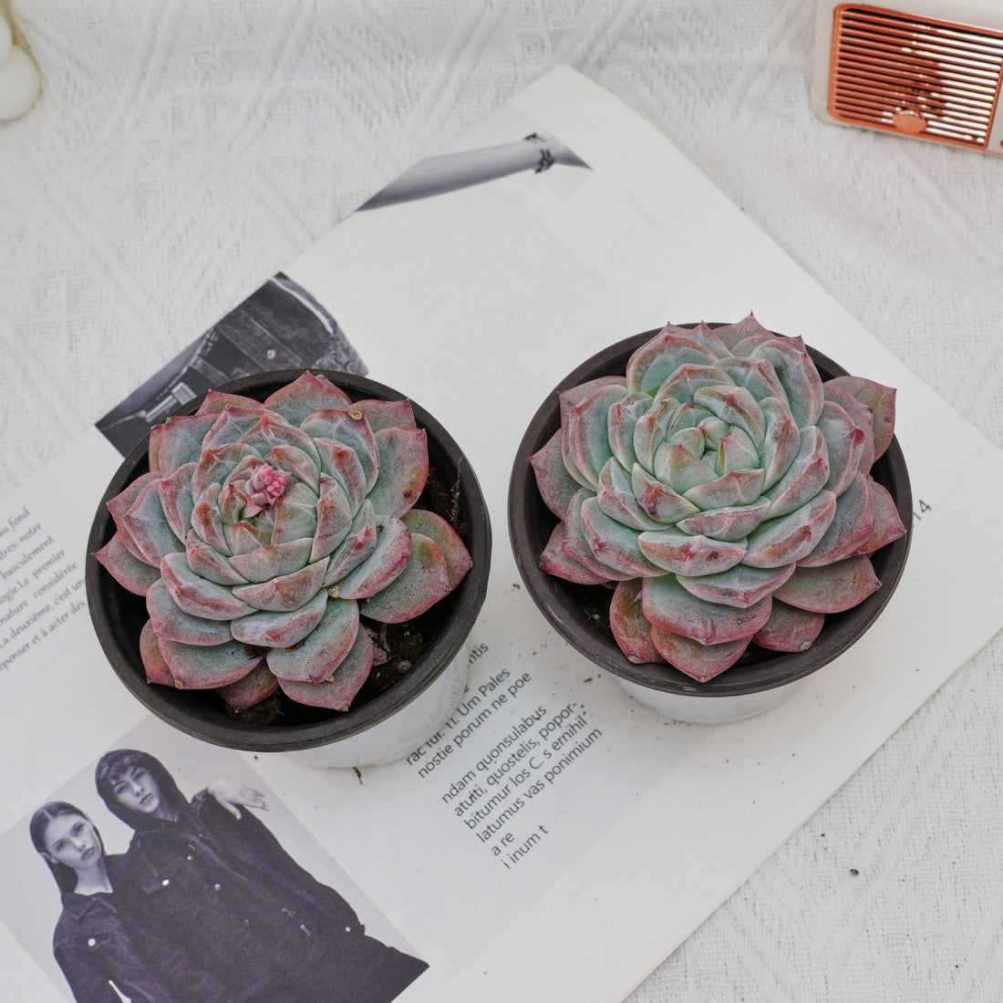 4'' Echeveria Pink Diamond, Rare Live Succulent Plants