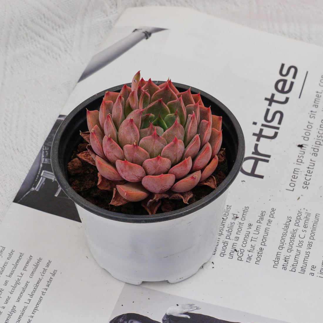 3'' Echeveria Madam Rose, Rare Live Succulent Plants
