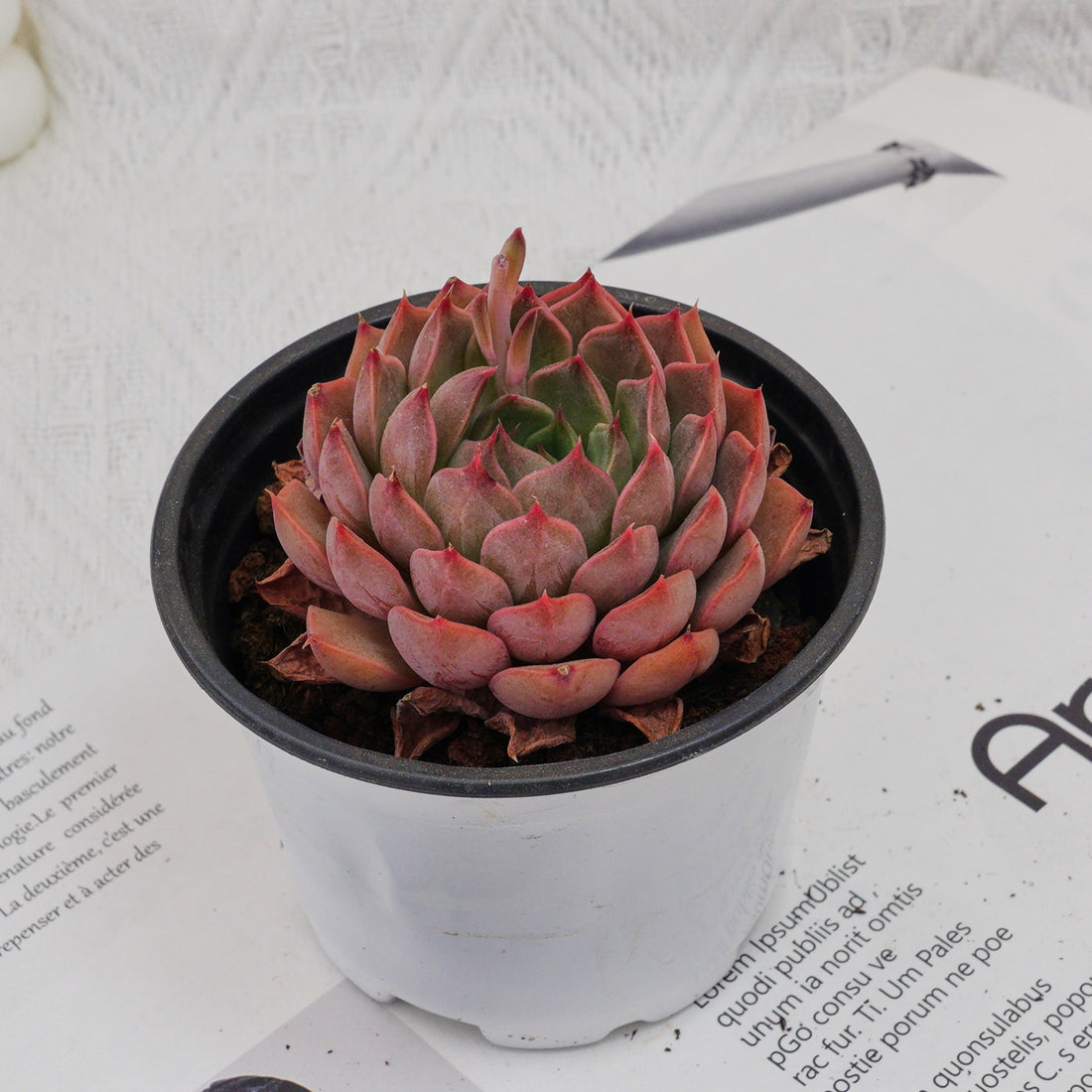 3'' Echeveria Madam Rose, Rare Live Succulent Plants