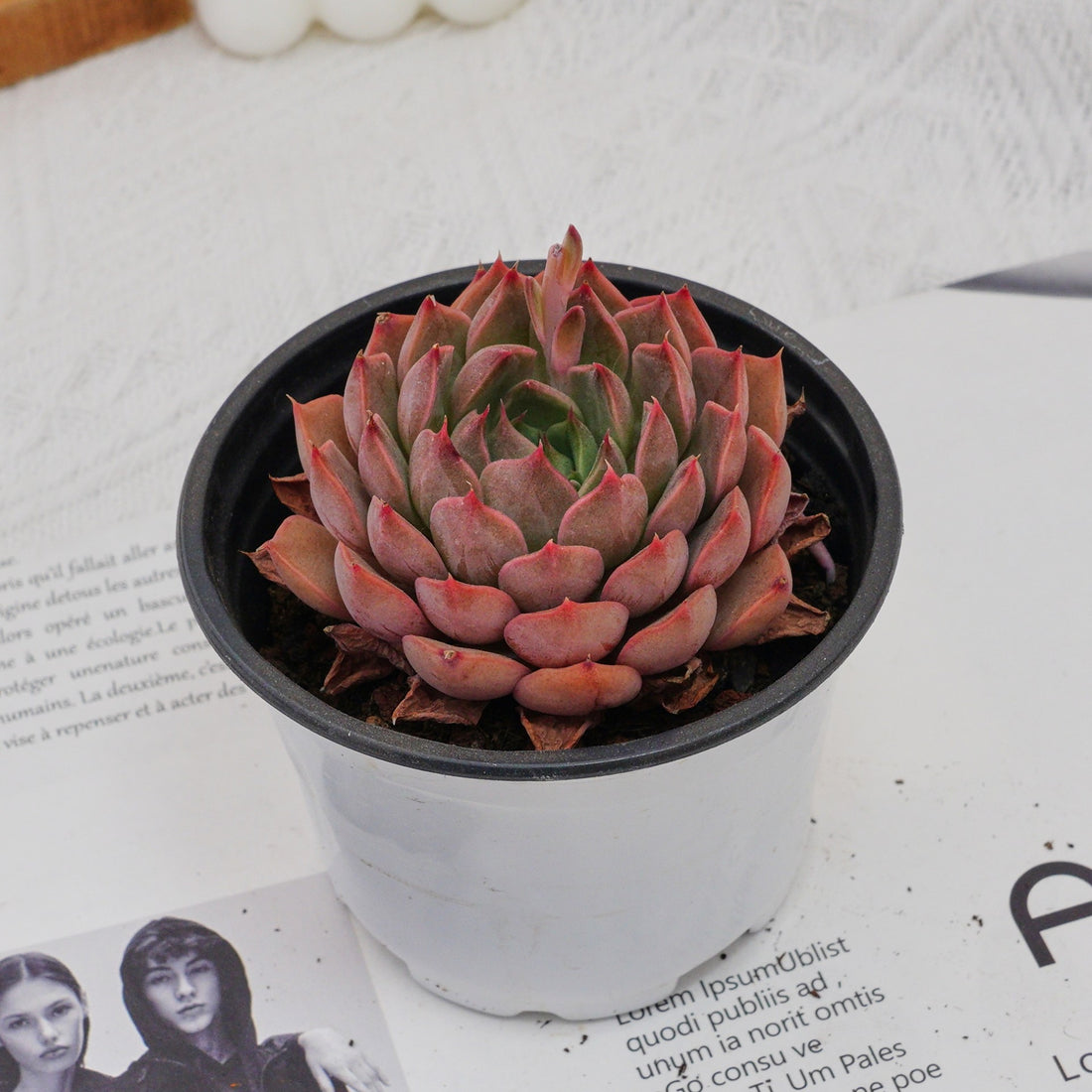 3'' Echeveria Madam Rose, Rare Live Succulent Plants