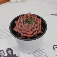 3'' Echeveria Madam Rose, Rare Live Succulent Plants