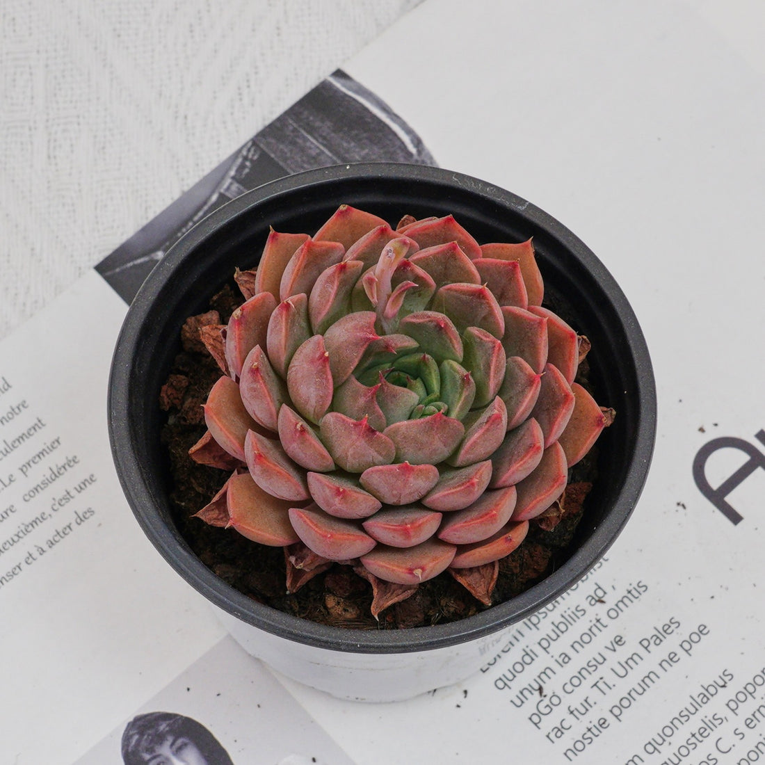 3'' Echeveria Madam Rose, Rare Live Succulent Plants