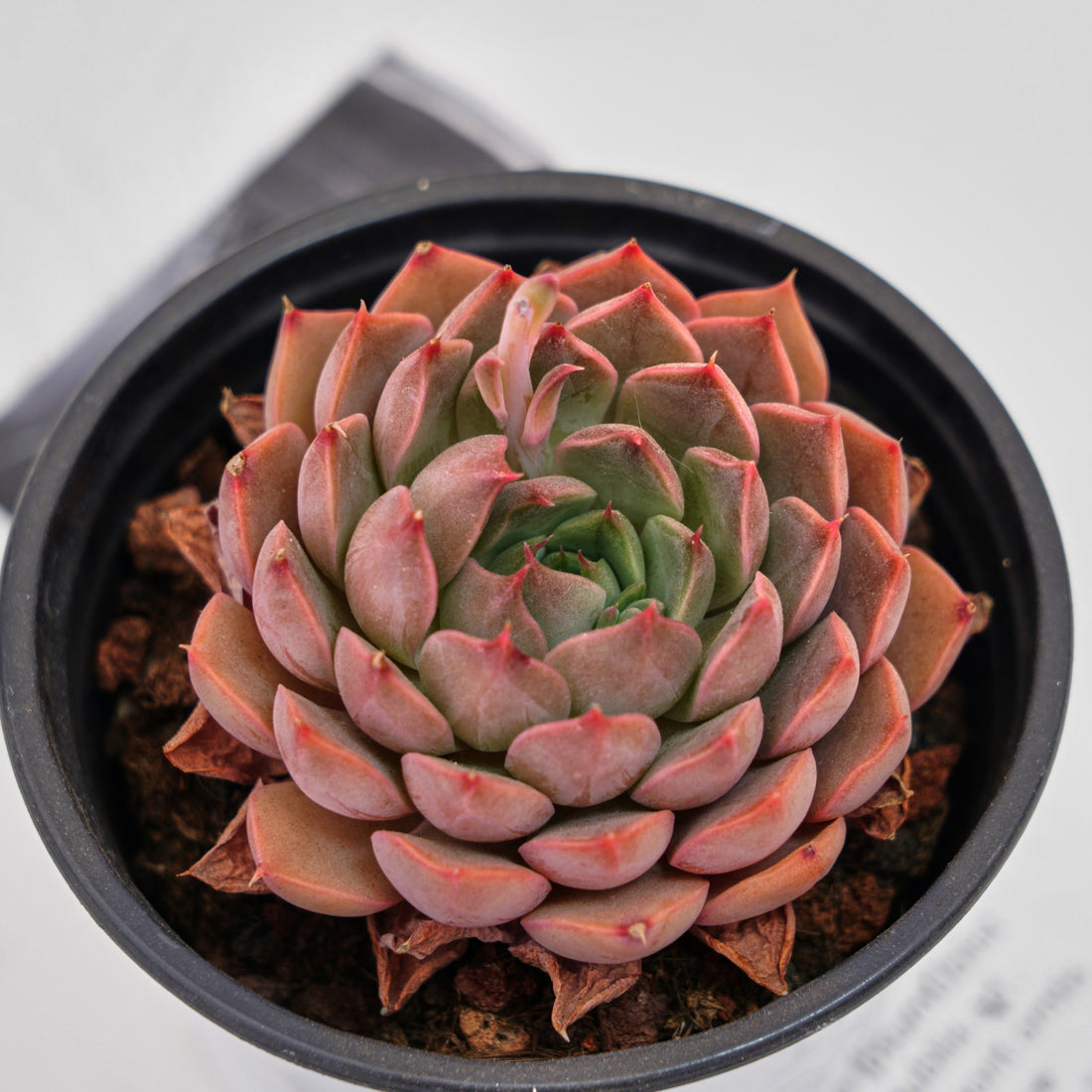 3'' Echeveria Madam Rose, Rare Live Succulent Plants