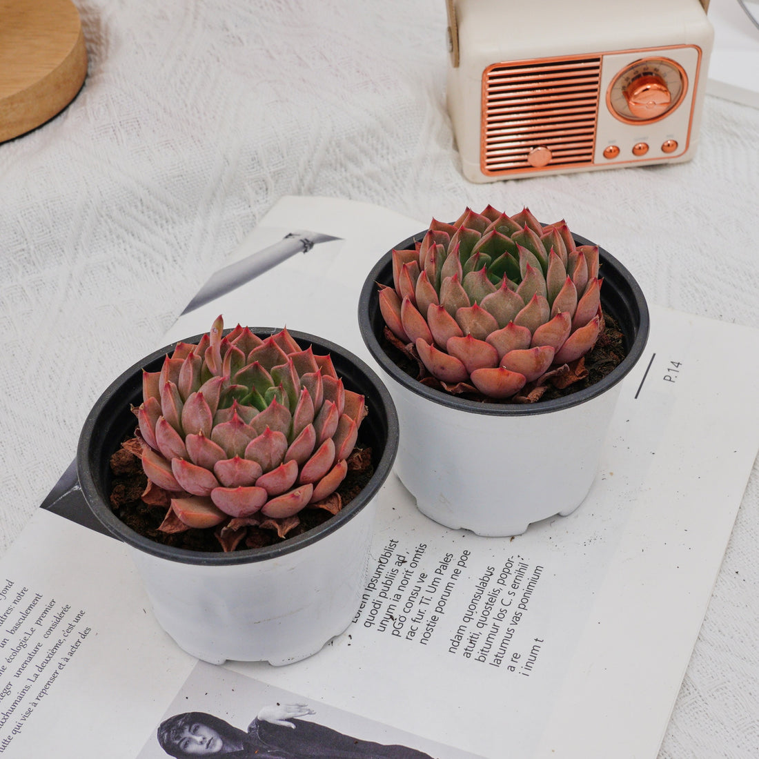 3'' Echeveria Madam Rose, Rare Live Succulent Plants