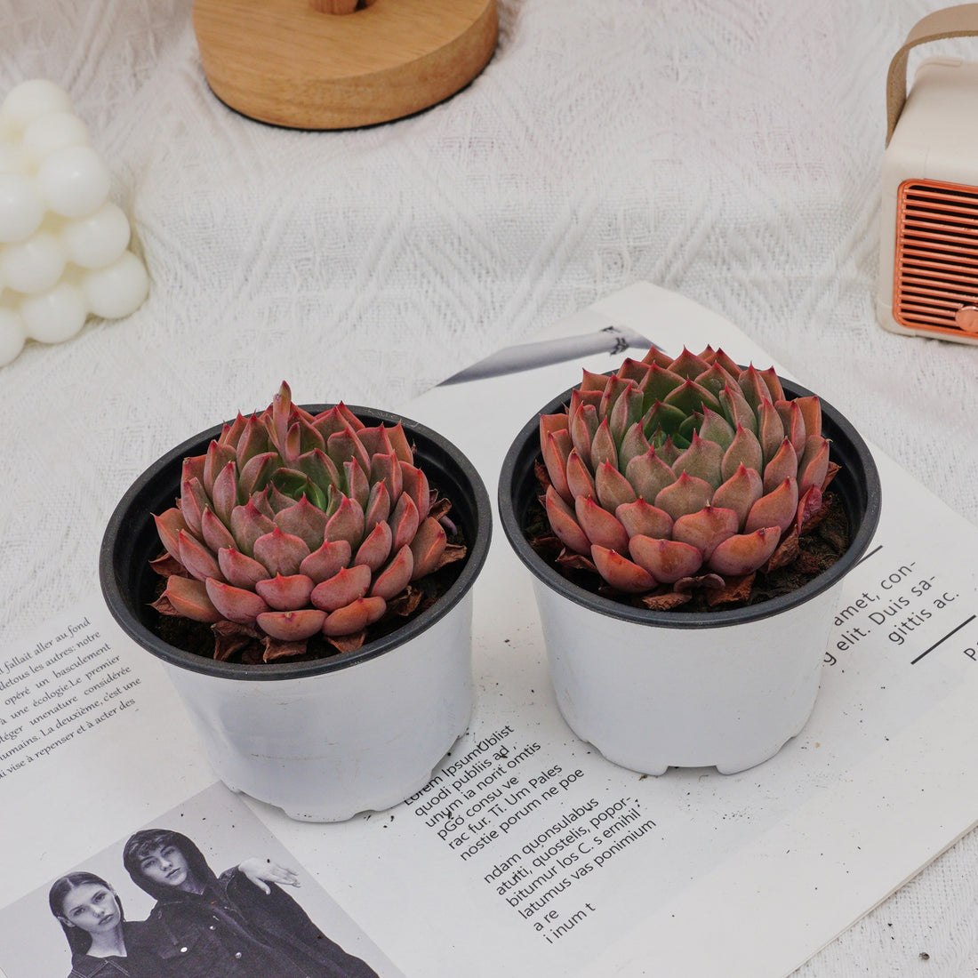 3'' Echeveria Madam Rose, Rare Live Succulent Plants