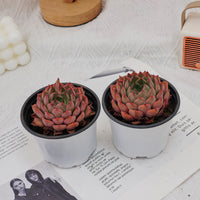3'' Echeveria Madam Rose, Rare Live Succulent Plants