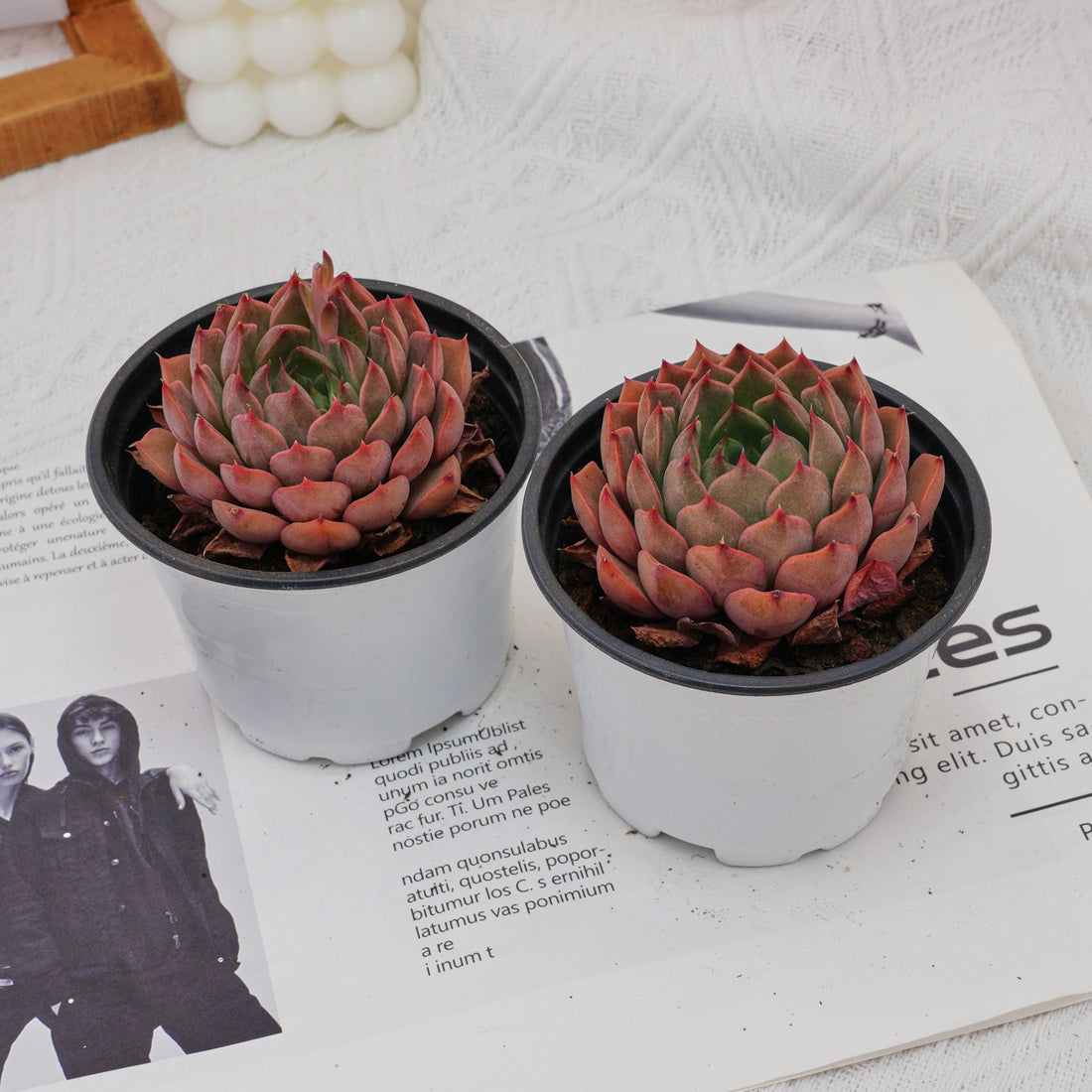 3'' Echeveria Madam Rose, Rare Live Succulent Plants