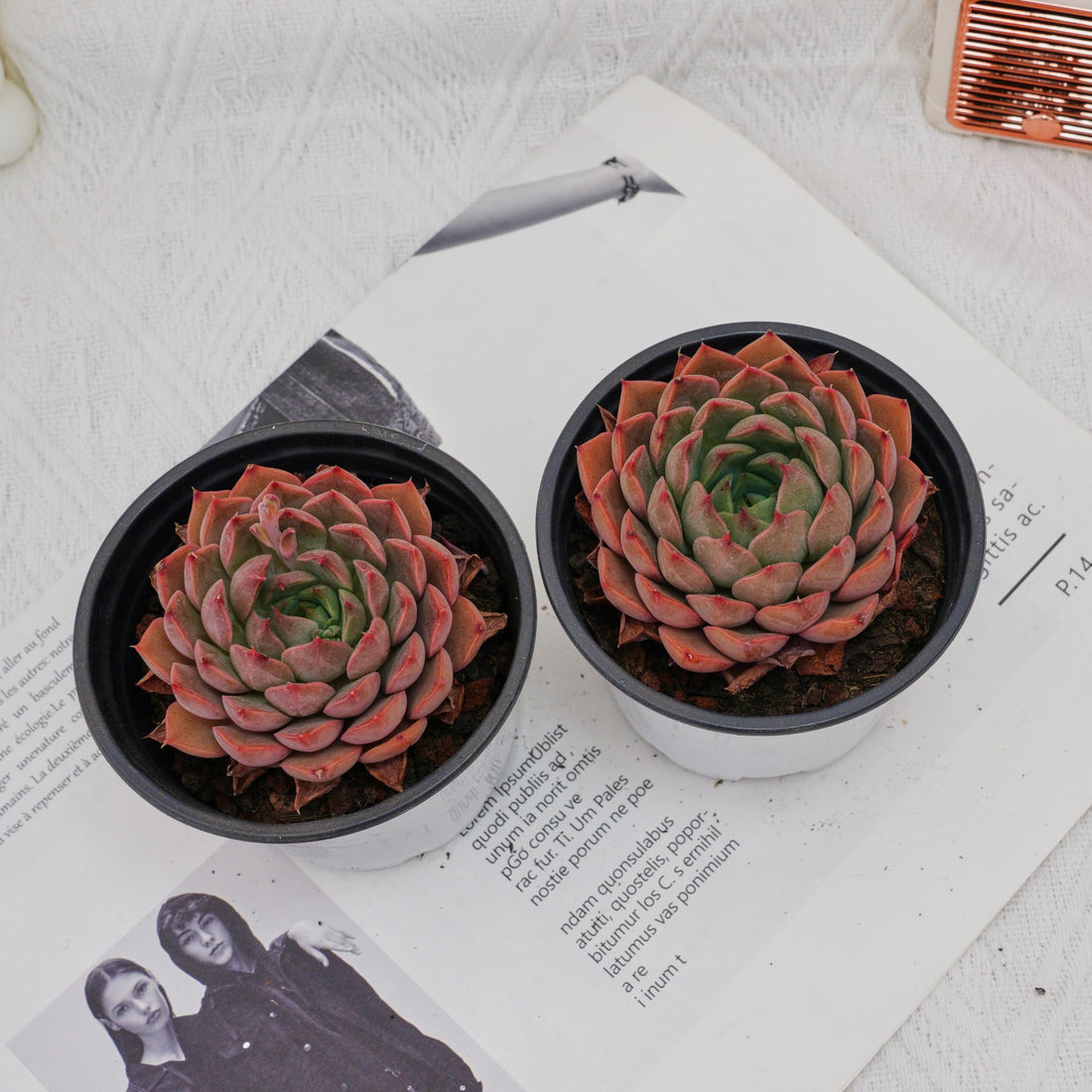 3'' Echeveria Madam Rose, Rare Live Succulent Plants