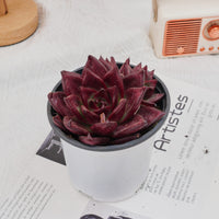4'' Echeveria Roca, Rare Live Succulent Plants