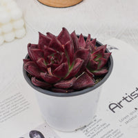 4'' Echeveria Roca, Rare Live Succulent Plants