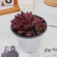 4'' Echeveria Roca, Rare Live Succulent Plants