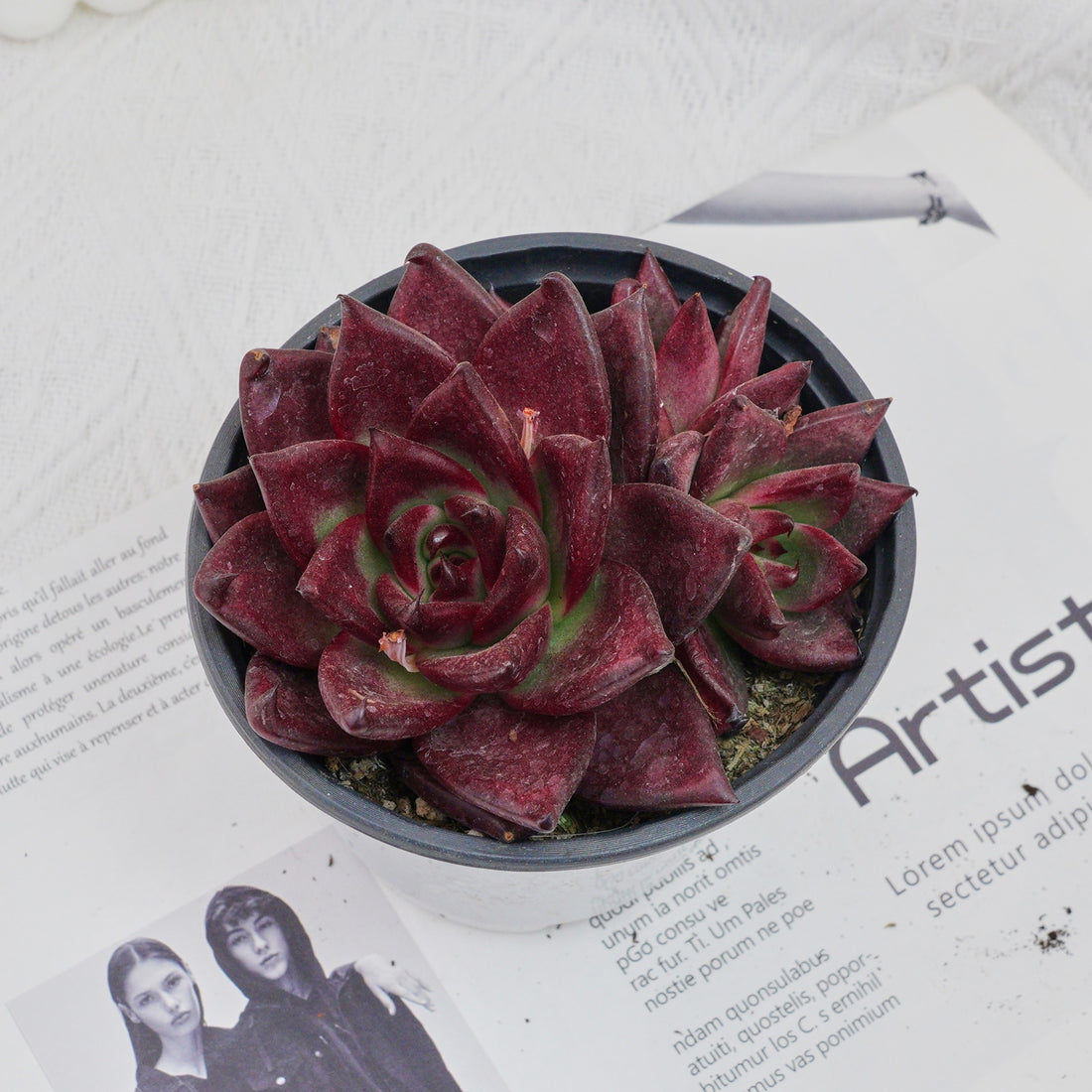 4'' Echeveria Roca, Rare Live Succulent Plants