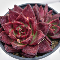 4'' Echeveria Roca, Rare Live Succulent Plants