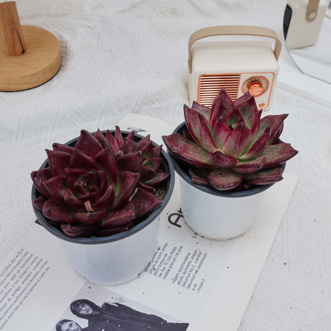 4'' Echeveria Roca, Rare Live Succulent Plants