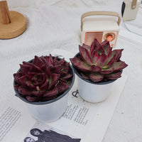 4'' Echeveria Roca, Rare Live Succulent Plants