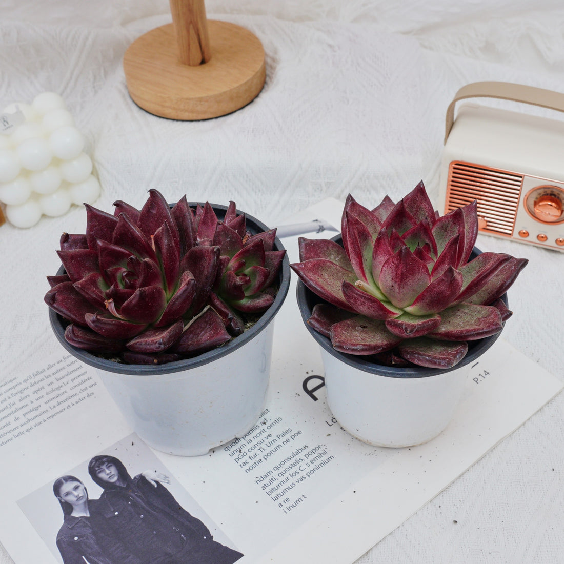 4'' Echeveria Roca, Rare Live Succulent Plants