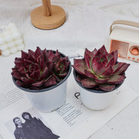 4'' Echeveria Roca, Rare Live Succulent Plants