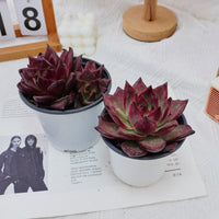 4'' Echeveria Roca, Rare Live Succulent Plants