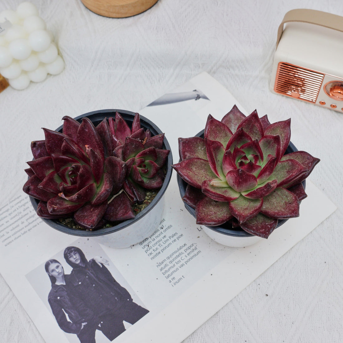 4'' Echeveria Roca, Rare Live Succulent Plants