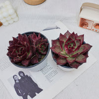4'' Echeveria Roca, Rare Live Succulent Plants