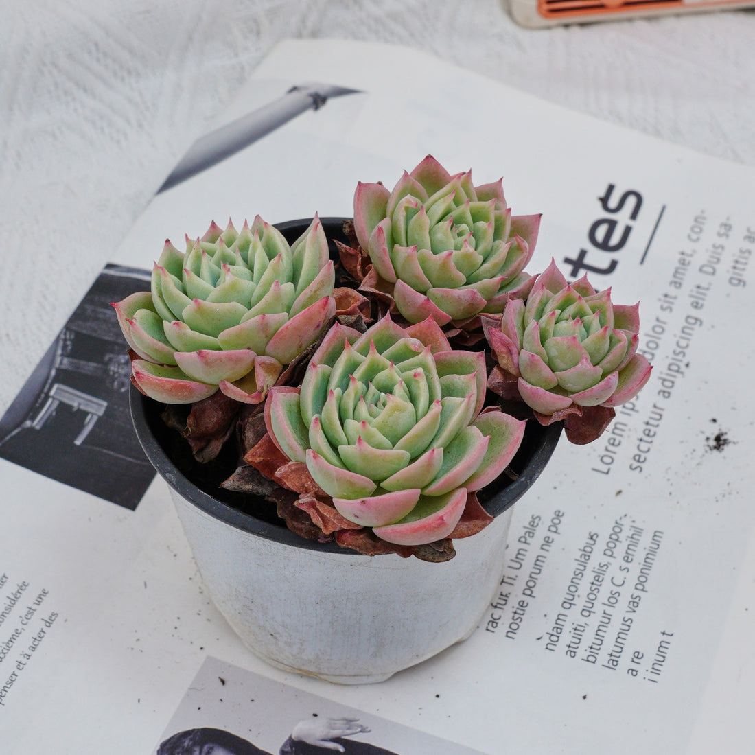 4'' Echeveria Pansy, Rare Live Succulent Plants