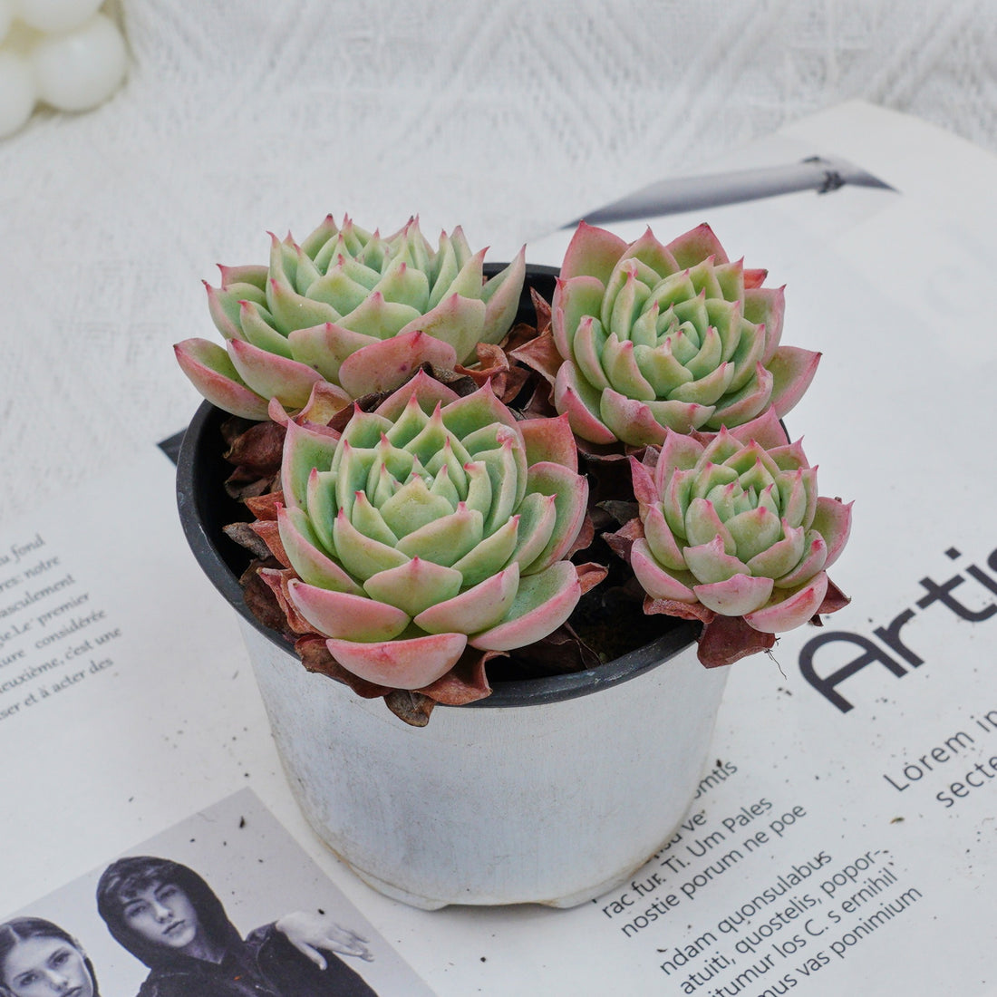 4'' Echeveria Pansy, Rare Live Succulent Plants