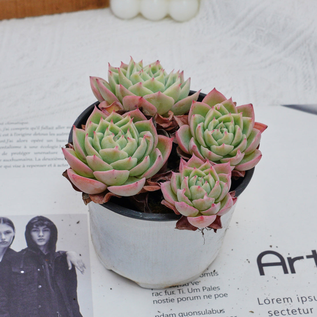 4'' Echeveria Pansy, Rare Live Succulent Plants