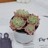 4'' Echeveria Pansy, Rare Live Succulent Plants