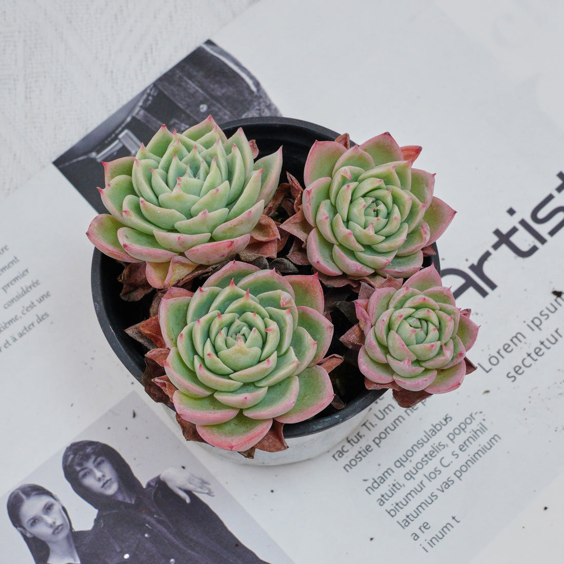 4'' Echeveria Pansy, Rare Live Succulent Plants