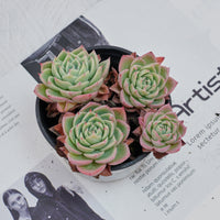 4'' Echeveria Pansy, Rare Live Succulent Plants