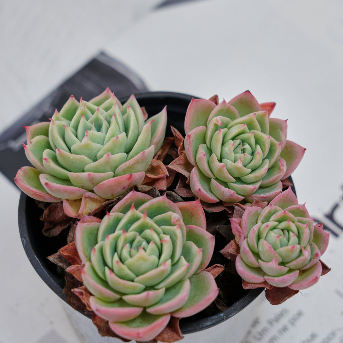 4'' Echeveria Pansy, Rare Live Succulent Plants