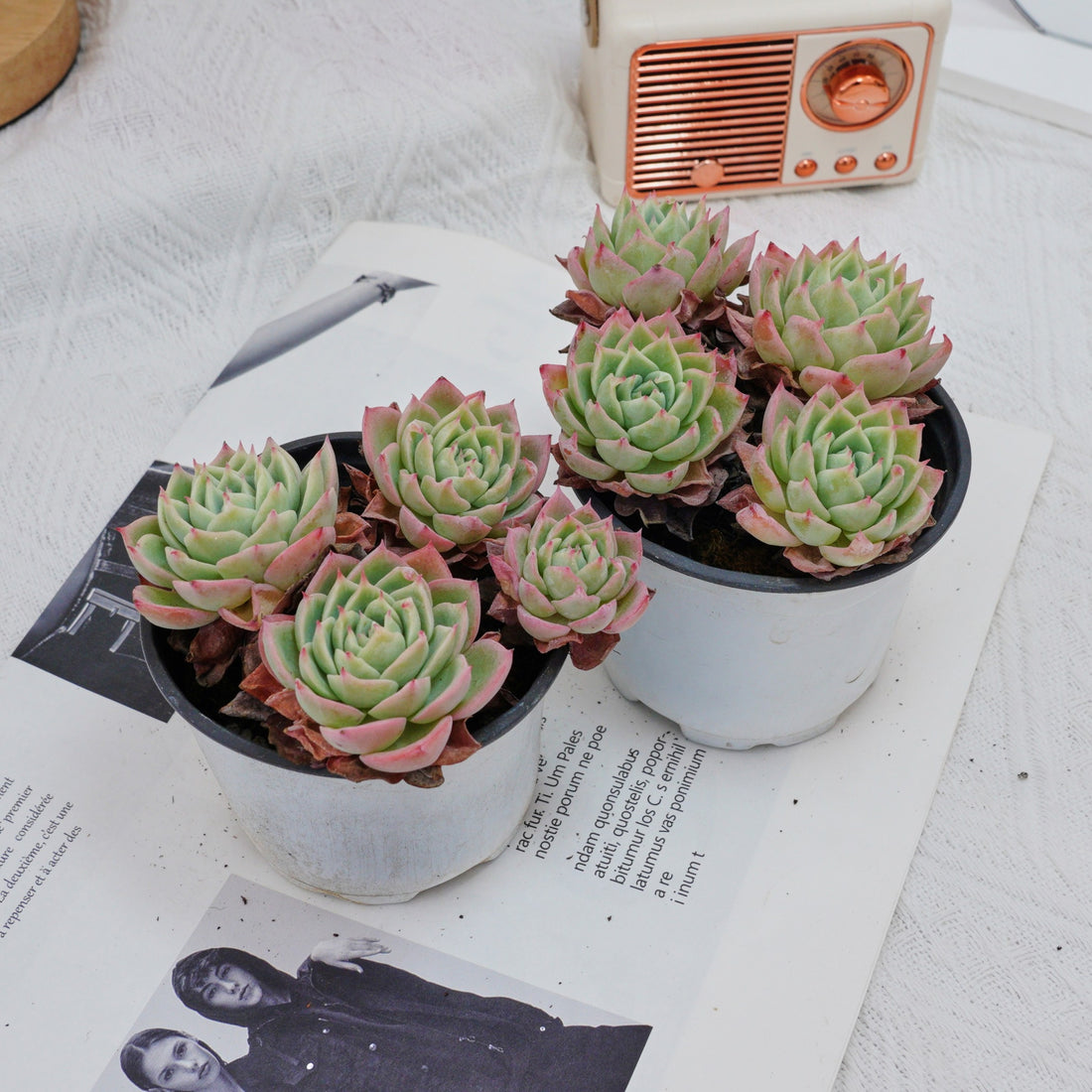 4'' Echeveria Pansy, Rare Live Succulent Plants