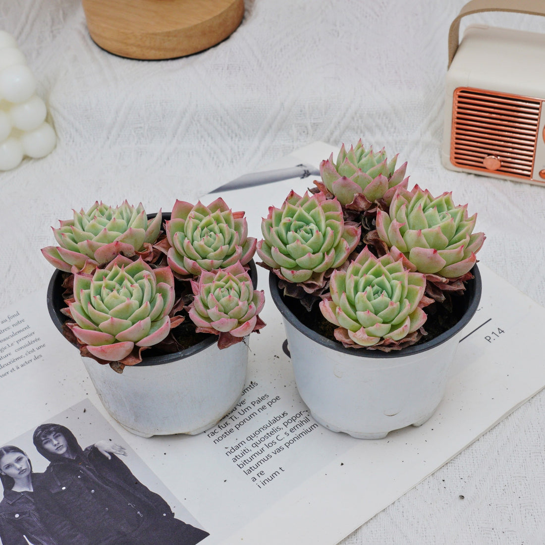 4'' Echeveria Pansy, Rare Live Succulent Plants