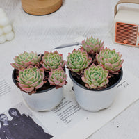 4'' Echeveria Pansy, Rare Live Succulent Plants