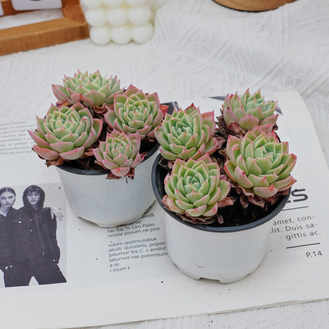 4'' Echeveria Pansy, Rare Live Succulent Plants