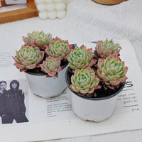4'' Echeveria Pansy, Rare Live Succulent Plants