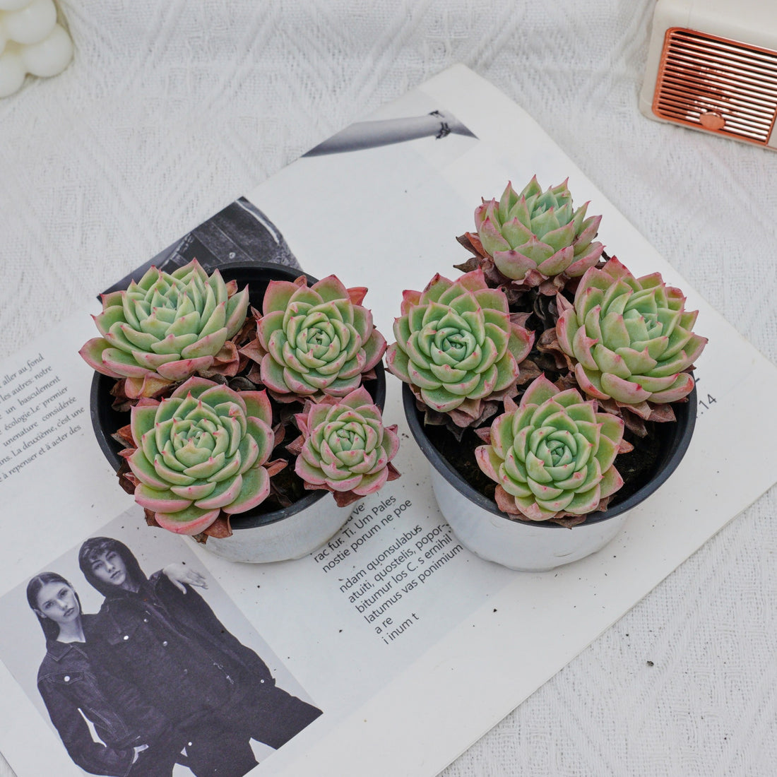 4'' Echeveria Pansy, Rare Live Succulent Plants