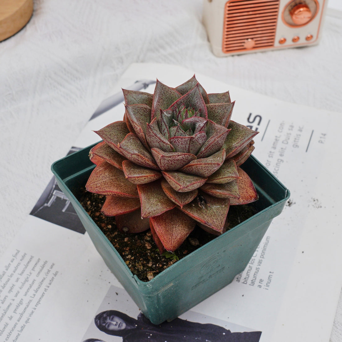 4'' Echeveria Purpusorum, Rare Live Succulent Plants