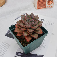 4'' Echeveria Purpusorum, Rare Live Succulent Plants