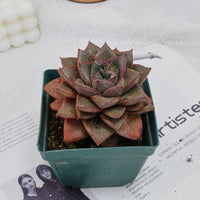 4'' Echeveria Purpusorum, Rare Live Succulent Plants