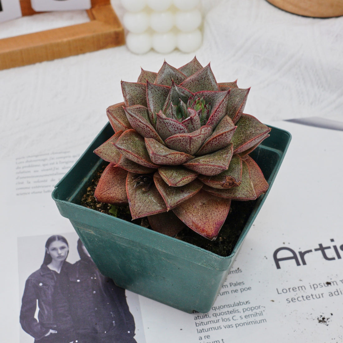 4'' Echeveria Purpusorum, Rare Live Succulent Plants